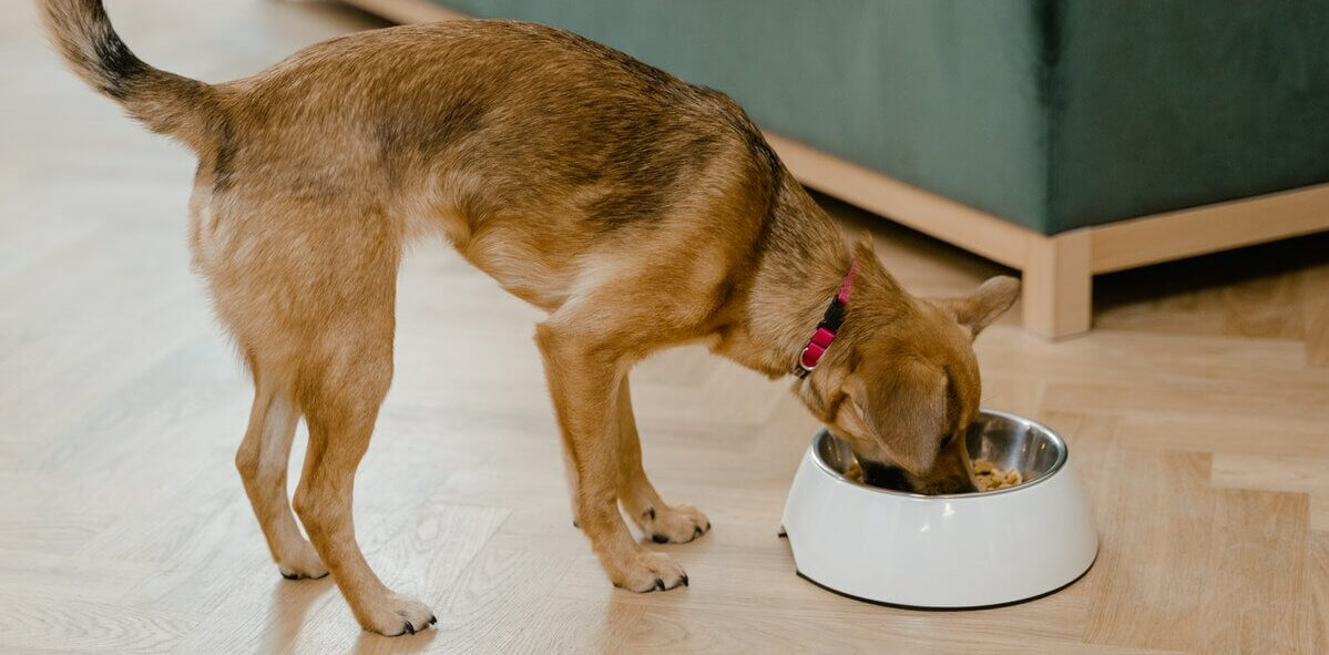 Cão comendo a sua comida