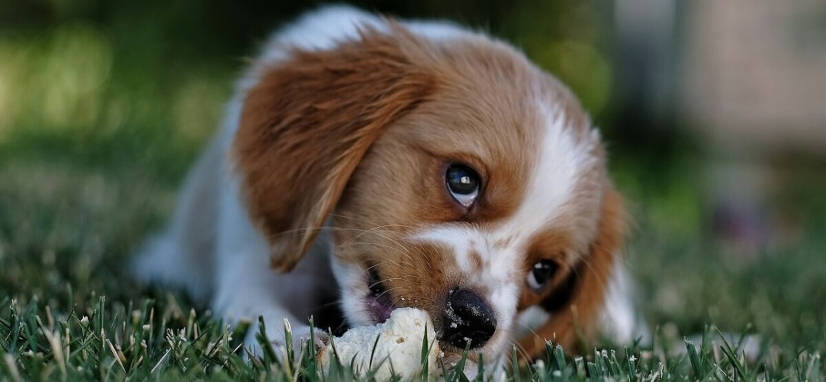 Cão come em uma grama