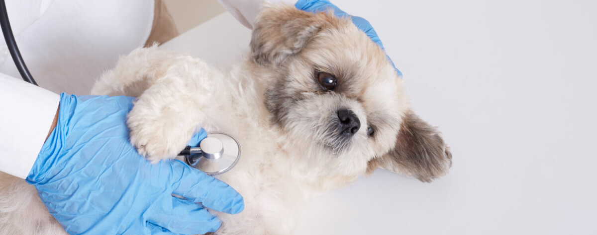 Cãozinho é examinado por um veterinário
