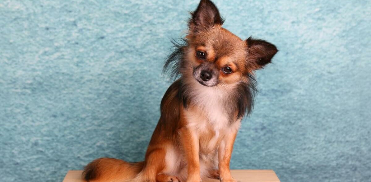 Exemplar de Chihuahua sentado em uma madeira
