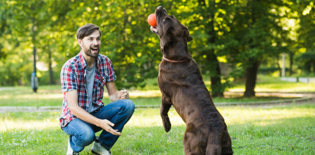 Tutor brinca com seu Labrador em um parque