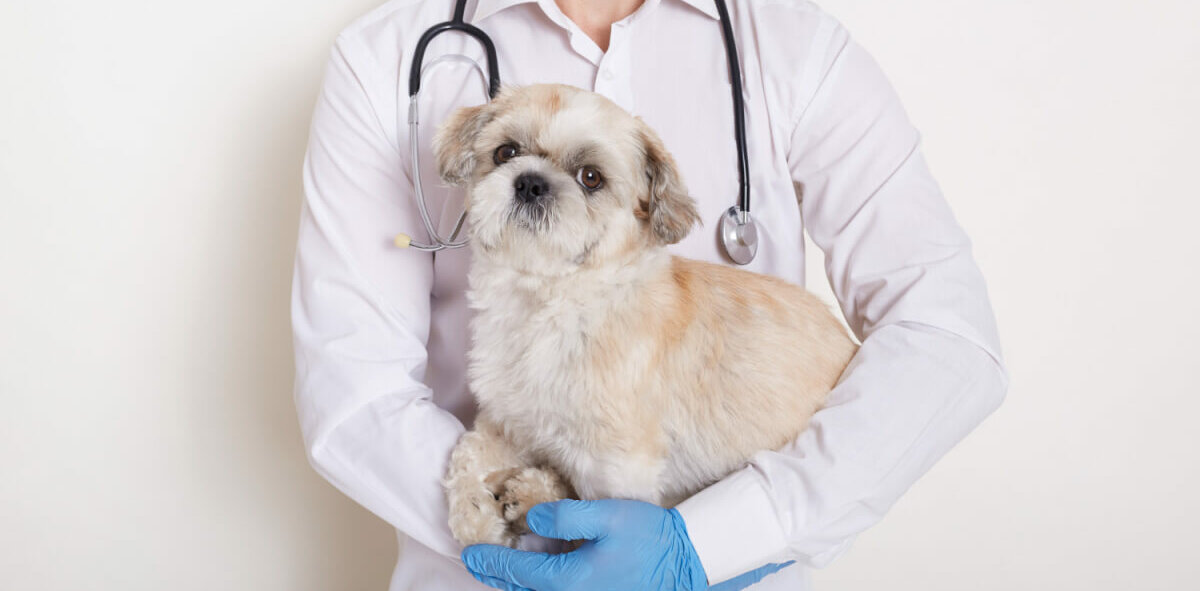 Cãozinho no colo de um veterinário