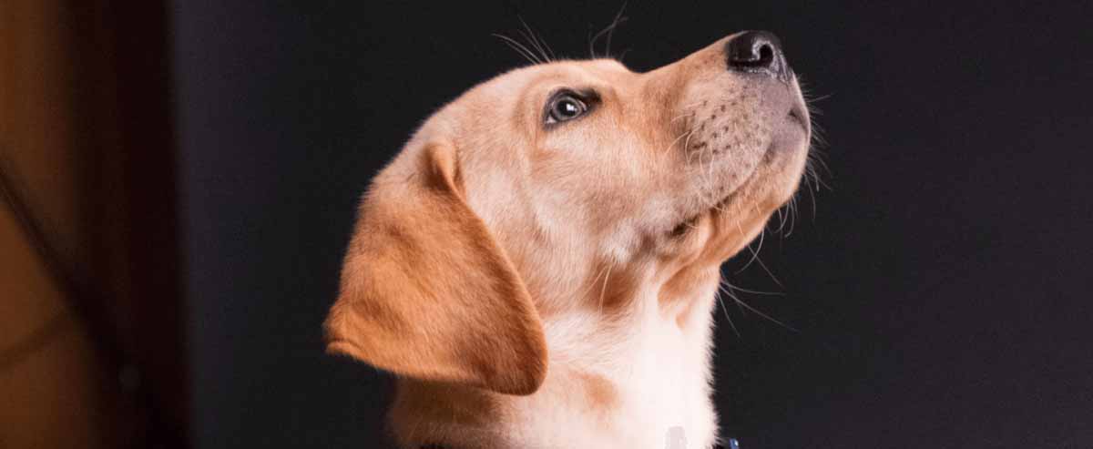 Cachorro filhote olhando pro alto