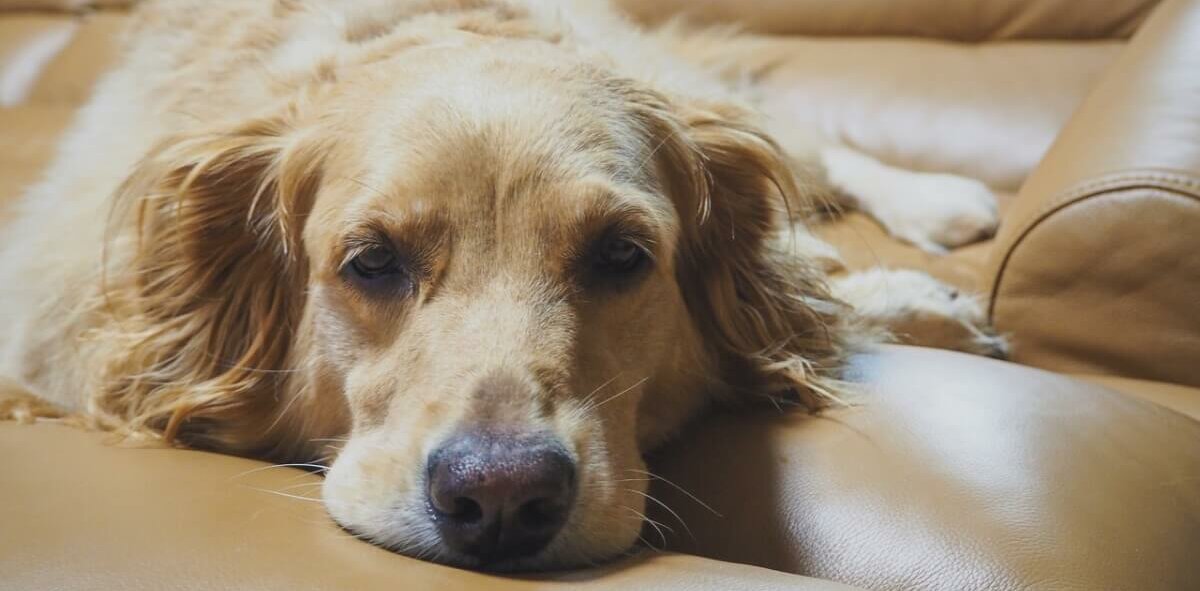 Golden retriever deitado com sono