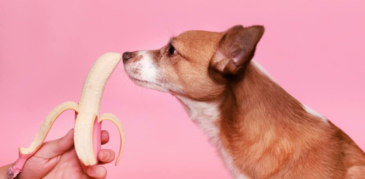 Cachorrinho cheira uma banana