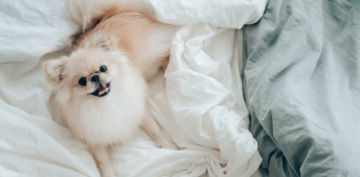 Lulu da pomerania deitado