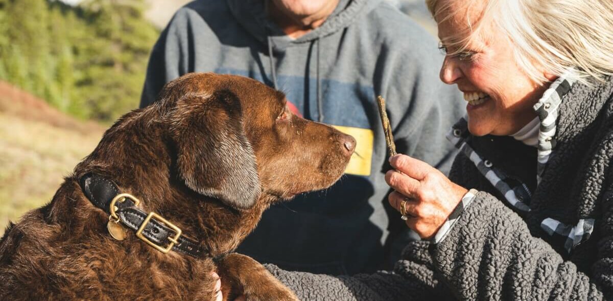 Tutora oferece petisco para seu Labrador