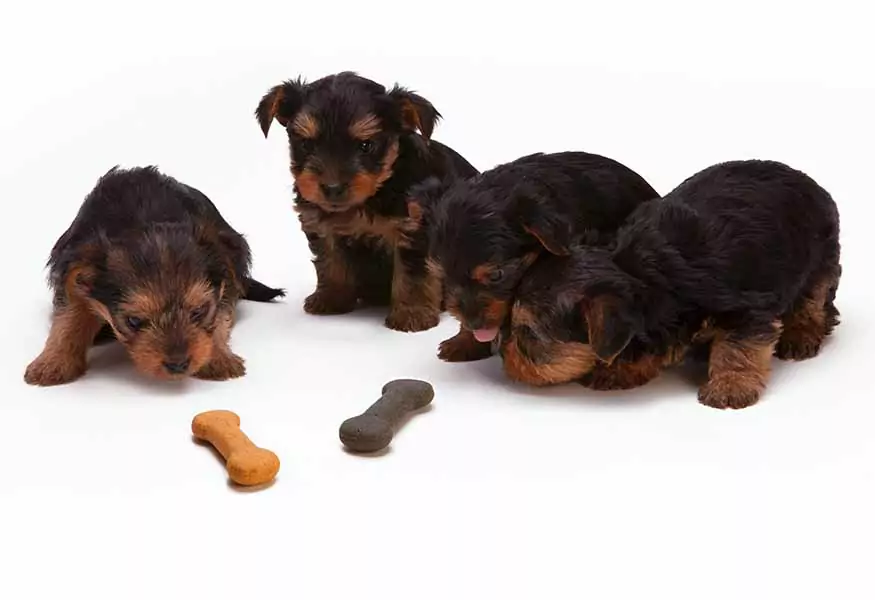 Quatro cachorrinhos observam dois petiscos em formato de osso