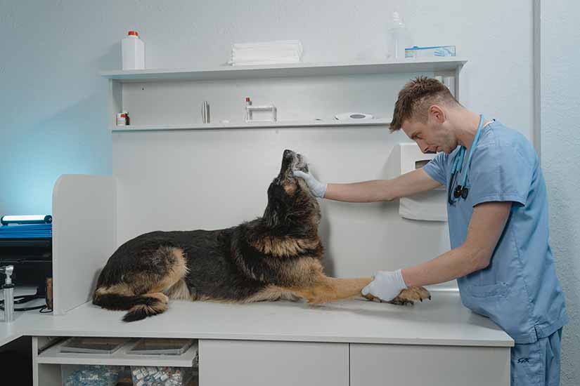 Veterinário examina um cachorro Vira Lata em um consultório